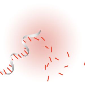 Custom RNA and DNA Oligonucleotide Synthesis Service
