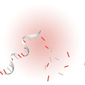 Site-Specifically Labeled RNA & DNA Synthesis Service
