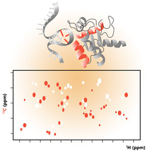 Stable Isotopes for Biomolecular NMR Spectroscopy