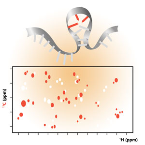 NMR of RNA & DNA