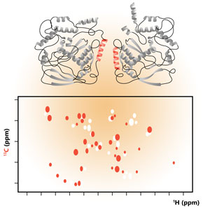 NMR of Proteins