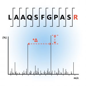 Stable Isotopes for Mass Spectrometry-based Quantitative Proteomics
