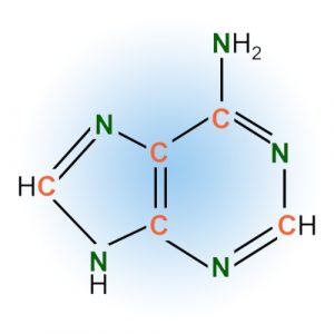 Nucleobases and Riboses