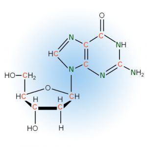 Nucleosides and Modifications